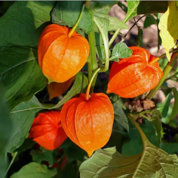 Semena Physalis – Lahodné a snadno se pěstují!🍊