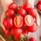🍅🍅 Semena zakrslých rajčat do květináče