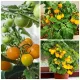 🍅🍅 Semena zakrslých rajčat do květináče