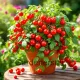 🍅🍅 Semena zakrslých rajčat do květináče