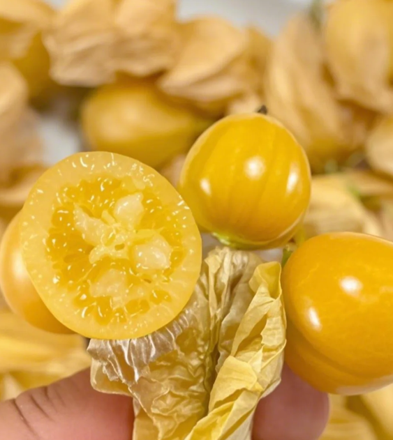 Semena Physalis – Lahodné a snadno se pěstují!🍊