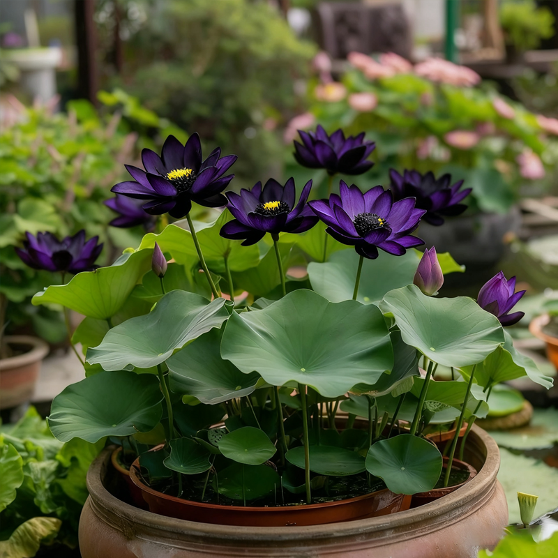 💜 Semienka Polnočného fialového lotosu · Vychutnajte si doma exkluzívnu nočnú eleganciu 🌙