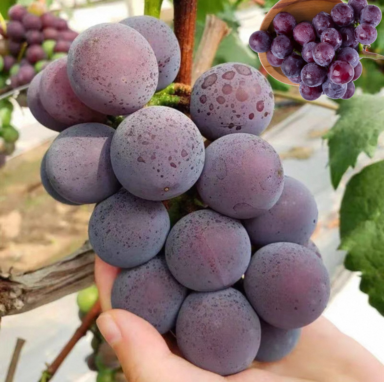 🍇Horúci výpredaj - hroznové semienka PingPong🎆