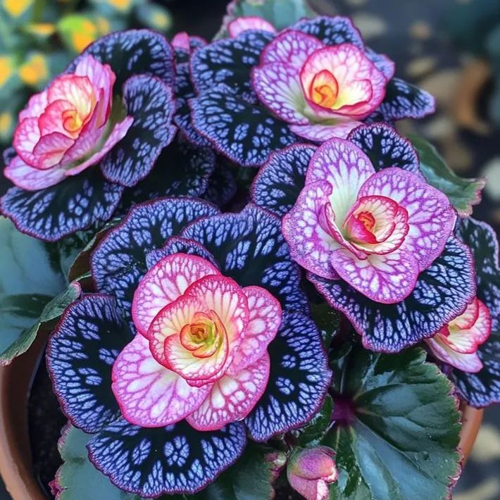 🌸 Vzácne viacfarebné semená veľkokvetých begónií – spektrum krásy pre vašu záhradu! 🌸