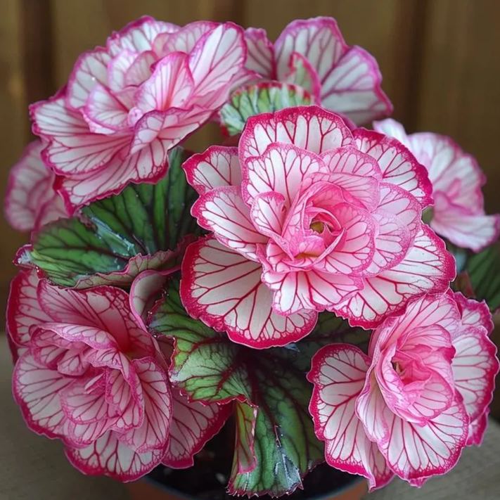 🌸 Vzácne viacfarebné semená veľkokvetých begónií – spektrum krásy pre vašu záhradu! 🌸