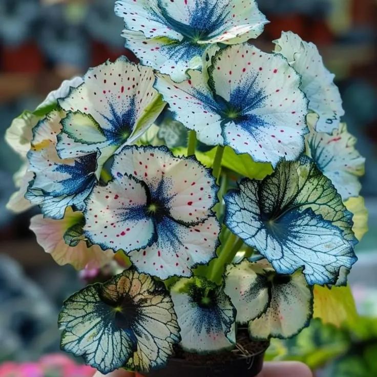 🌸 Vzácne viacfarebné semená veľkokvetých begónií – spektrum krásy pre vašu záhradu! 🌸