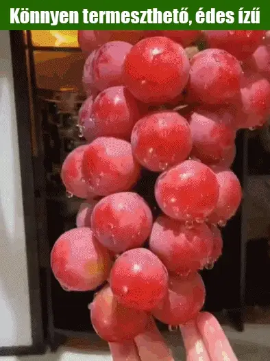 🍇 Prémium Magas Csírázási Arányú Óriás Szőlő Magok