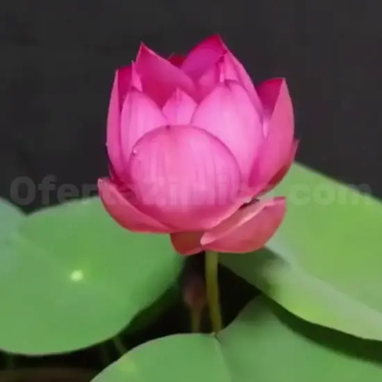 🌌💜 Egzotikus Misztikus Lila Lótusz – Varázsolja kerti tavát vagy vizeskádját királyi oázissá!🌸