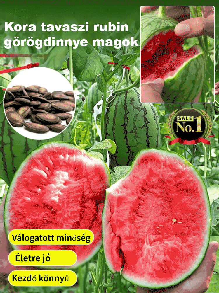 🍉Mézkirály Mini Görögdinnye – A legédesebb, vékony héjú csoda a saját kertjéből! 🌞