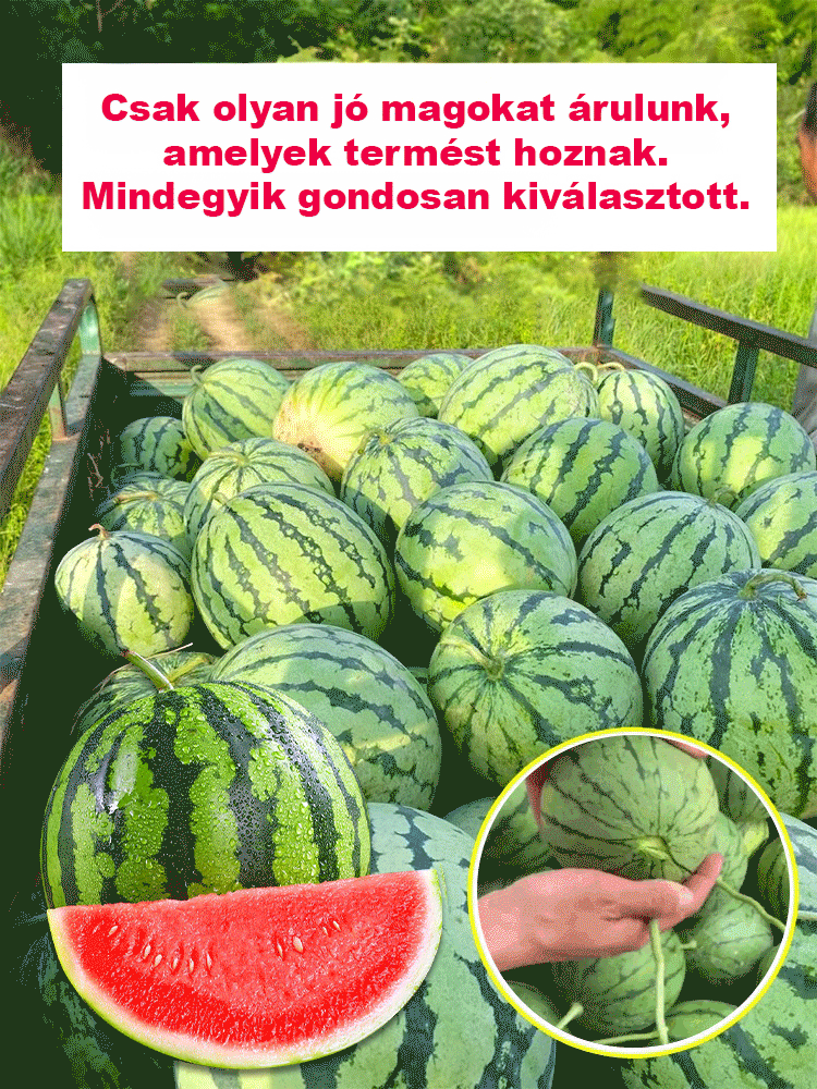🍉Mézkirály Mini Görögdinnye – A legédesebb, vékony héjú csoda a saját kertjéből! 🌞