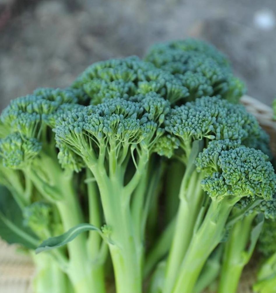 🥦 Prémium Magas Csírázási Arányú Brokkoli Magok--Neveljen 100% bio, vegyszermentes szuperélelmiszert saját otthonában!