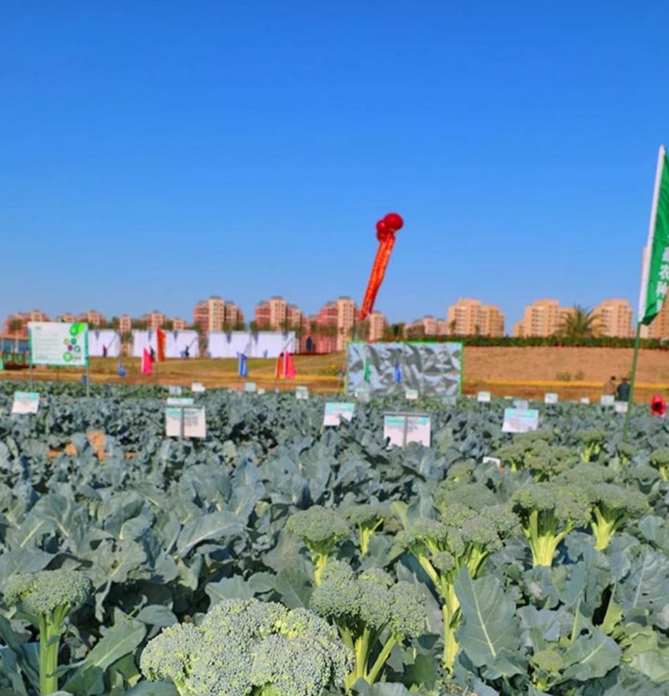 🥦 Prémium Magas Csírázási Arányú Brokkoli Magok--Neveljen 100% bio, vegyszermentes szuperélelmiszert saját otthonában!