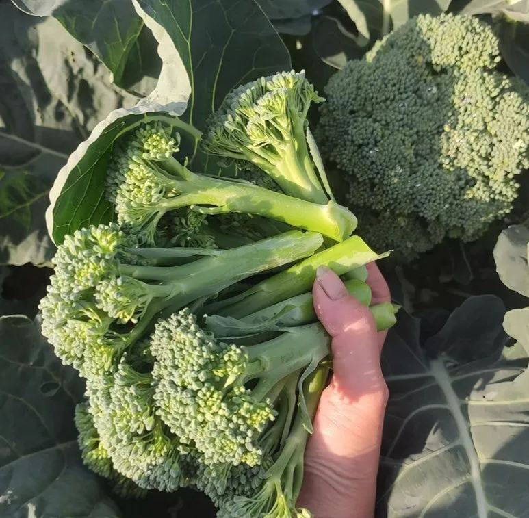 🥦 Prémium Magas Csírázási Arányú Brokkoli Magok--Neveljen 100% bio, vegyszermentes szuperélelmiszert saját otthonában!