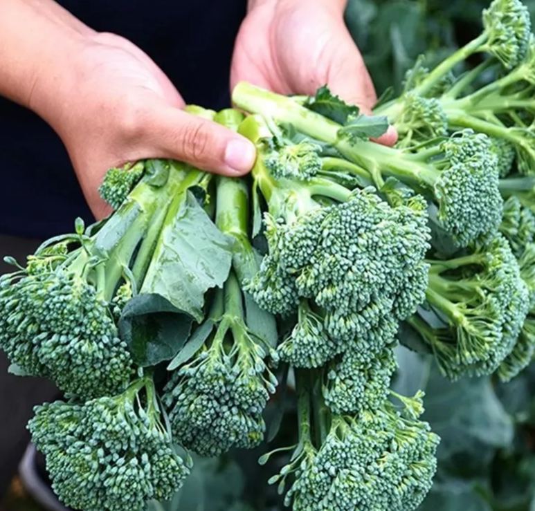 🥦 Prémium Magas Csírázási Arányú Brokkoli Magok--Neveljen 100% bio, vegyszermentes szuperélelmiszert saját otthonában!