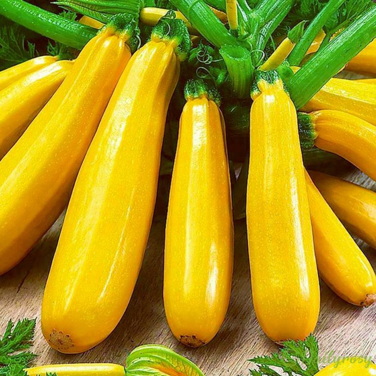 🍌 Banáncukkini – egy ízekben gazdag, aranyló termés! 🌿
