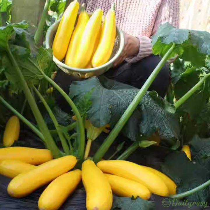 🍌 Banáncukkini – egy ízekben gazdag, aranyló termés! 🌿