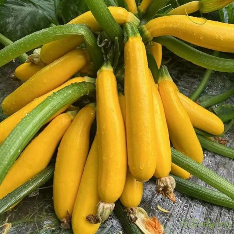 🍌 Banáncukkini – egy ízekben gazdag, aranyló termés! 🌿