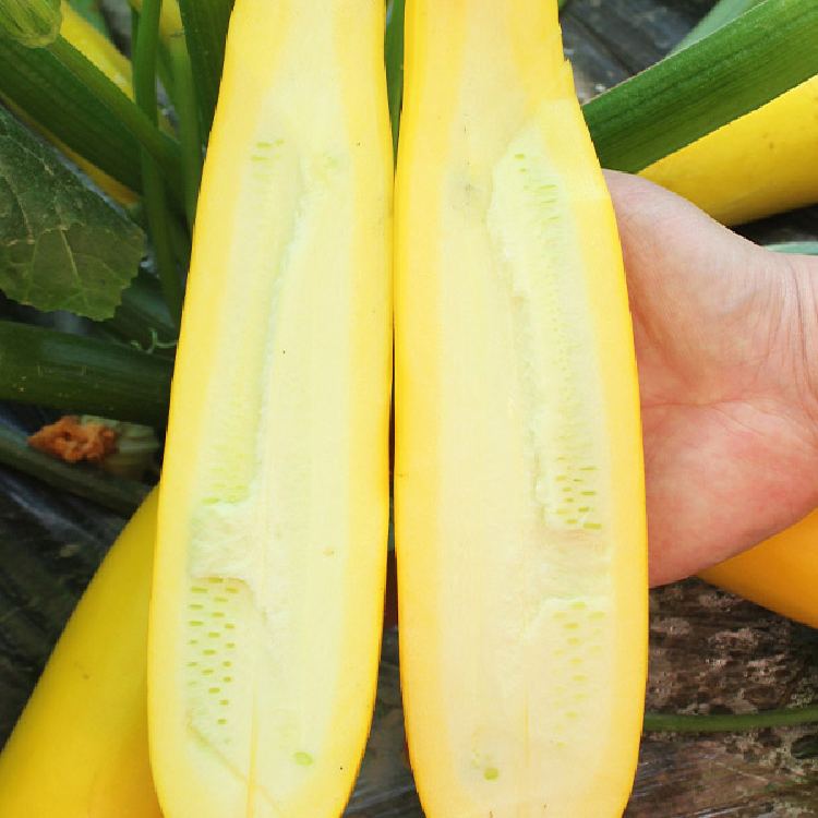 🍌 Banáncukkini – egy ízekben gazdag, aranyló termés! 🌿
