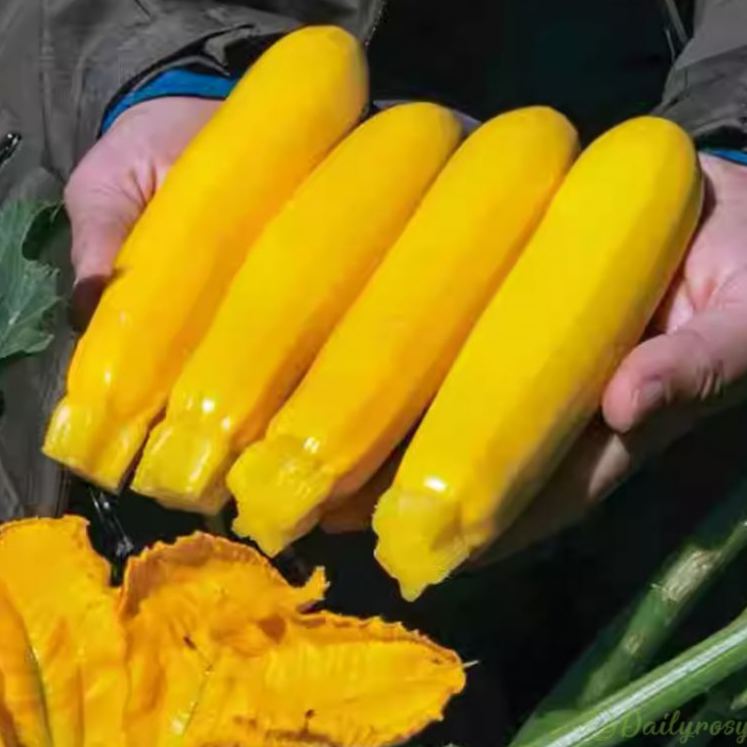 🍌 Banáncukkini – egy ízekben gazdag, aranyló termés! 🌿