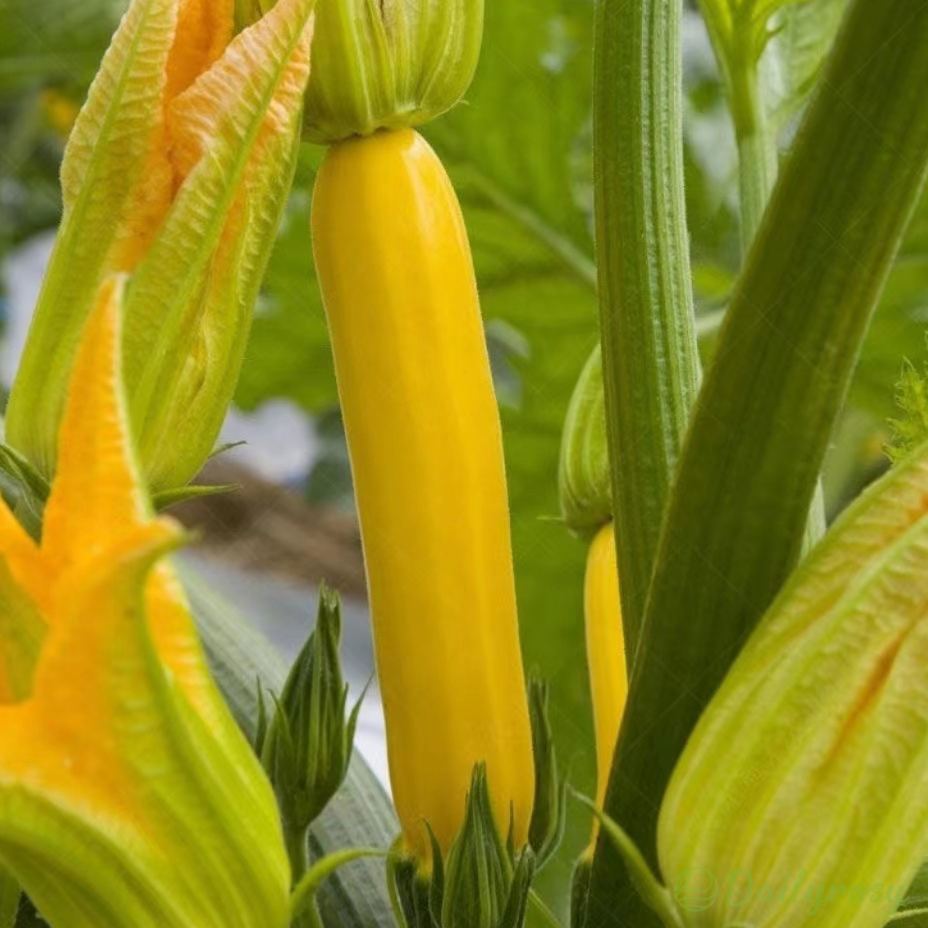 🍌 Banáncukkini – egy ízekben gazdag, aranyló termés! 🌿