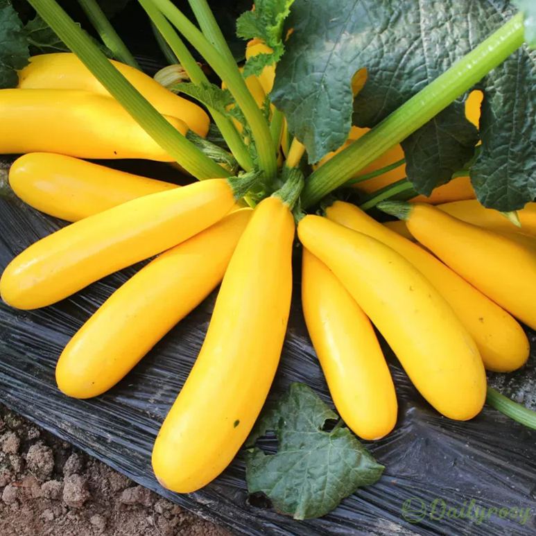🍌 Banáncukkini – egy ízekben gazdag, aranyló termés! 🌿