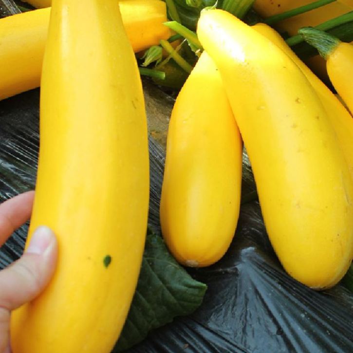 🍌 Banáncukkini – egy ízekben gazdag, aranyló termés! 🌿