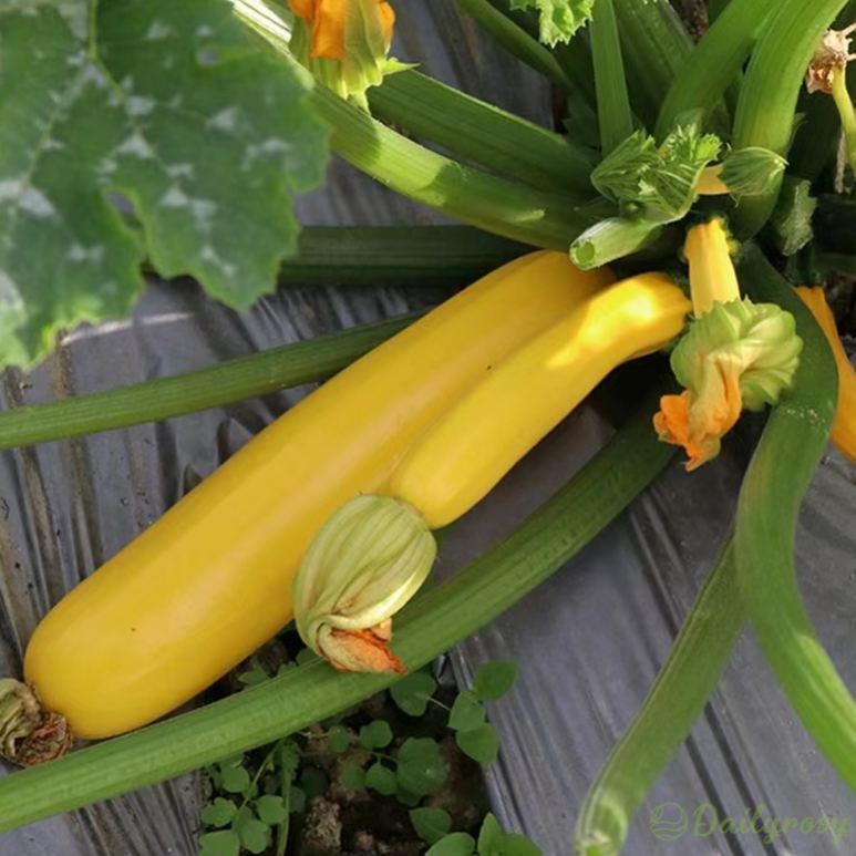 🍌 Banáncukkini – egy ízekben gazdag, aranyló termés! 🌿