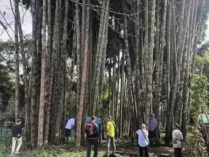 🎋 Eredeti Kínai Óriás Moso Bambusz Magok