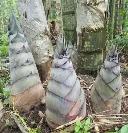 🎋 Eredeti Kínai Óriás Moso Bambusz Magok
