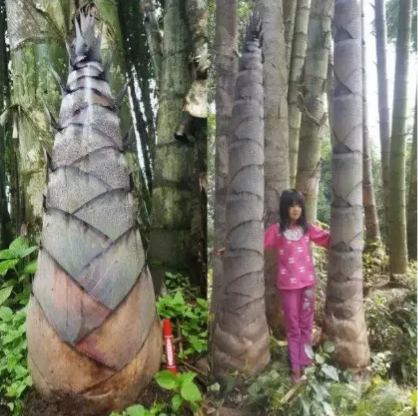 🎋 Eredeti Kínai Óriás Moso Bambusz Magok