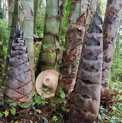 🎋 Eredeti Kínai Óriás Moso Bambusz Magok