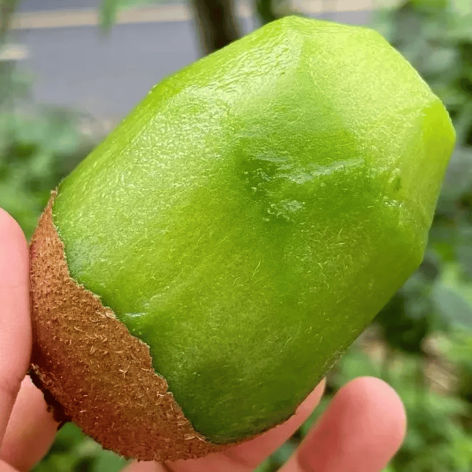 🏆75 000+ PREDANÉ!🌱1000+ semienok kivi | Vysoká klíčivosť | Jednoduché pestovanie doma | Sladké a šťavnaté ovocie
