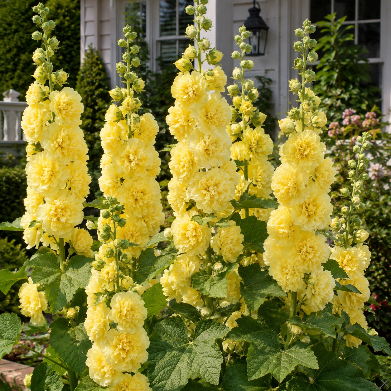 🌈Rare Rainbow Hollyhock — The Most Magical Flower of 2026