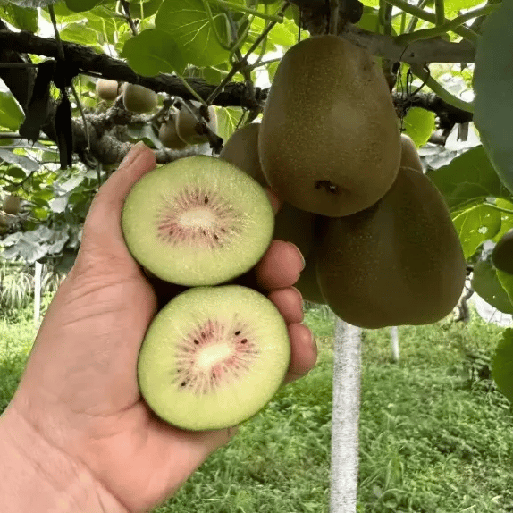 🏆75 000+ PREDANÉ!🌱1000+ semienok kivi | Vysoká klíčivosť | Jednoduché pestovanie doma | Sladké a šťavnaté ovocie