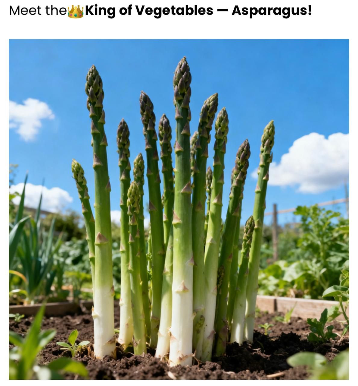 Prémiové semienka špargle: Každé semienko obsahuje poklad zelene! 💎🌱 (Kúpte 1, získajte 1 zadarmo)