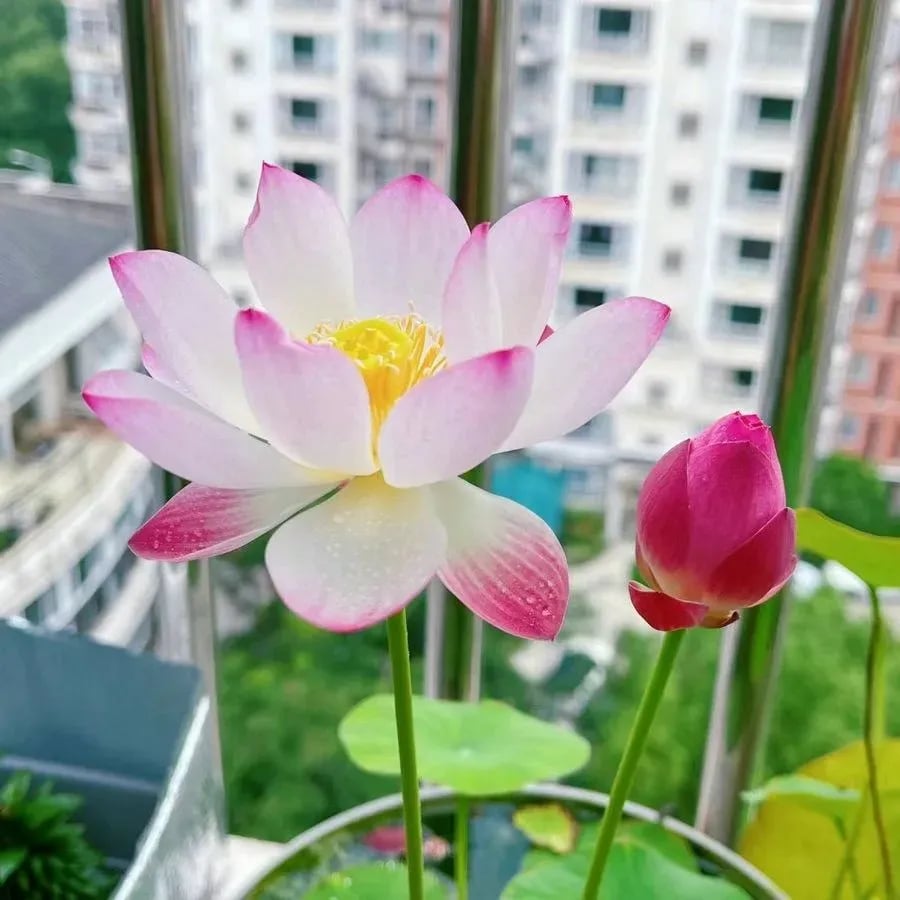 🌸[7 dní klíčenia]Posledný deň 50% ZĽAVA💐Posvätná bonsajová miska Lotosový kvet