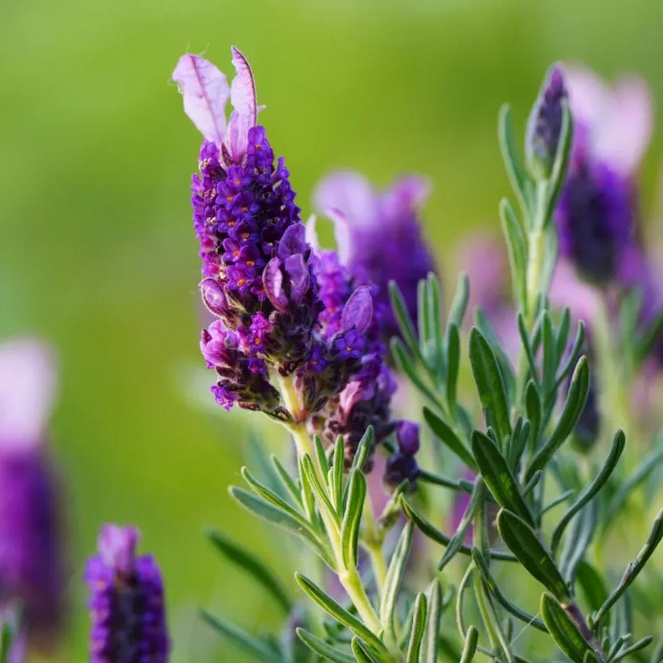 💜 Semená levandule – aromatické kvety do záhrady 💜