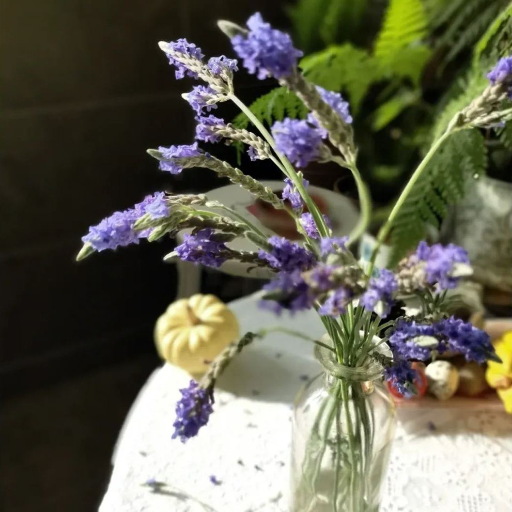 💜 Semená levandule – aromatické kvety do záhrady 💜
