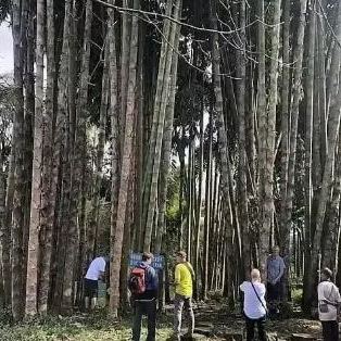 🎋 Obrovské bambusové semená pôvodom z Číny