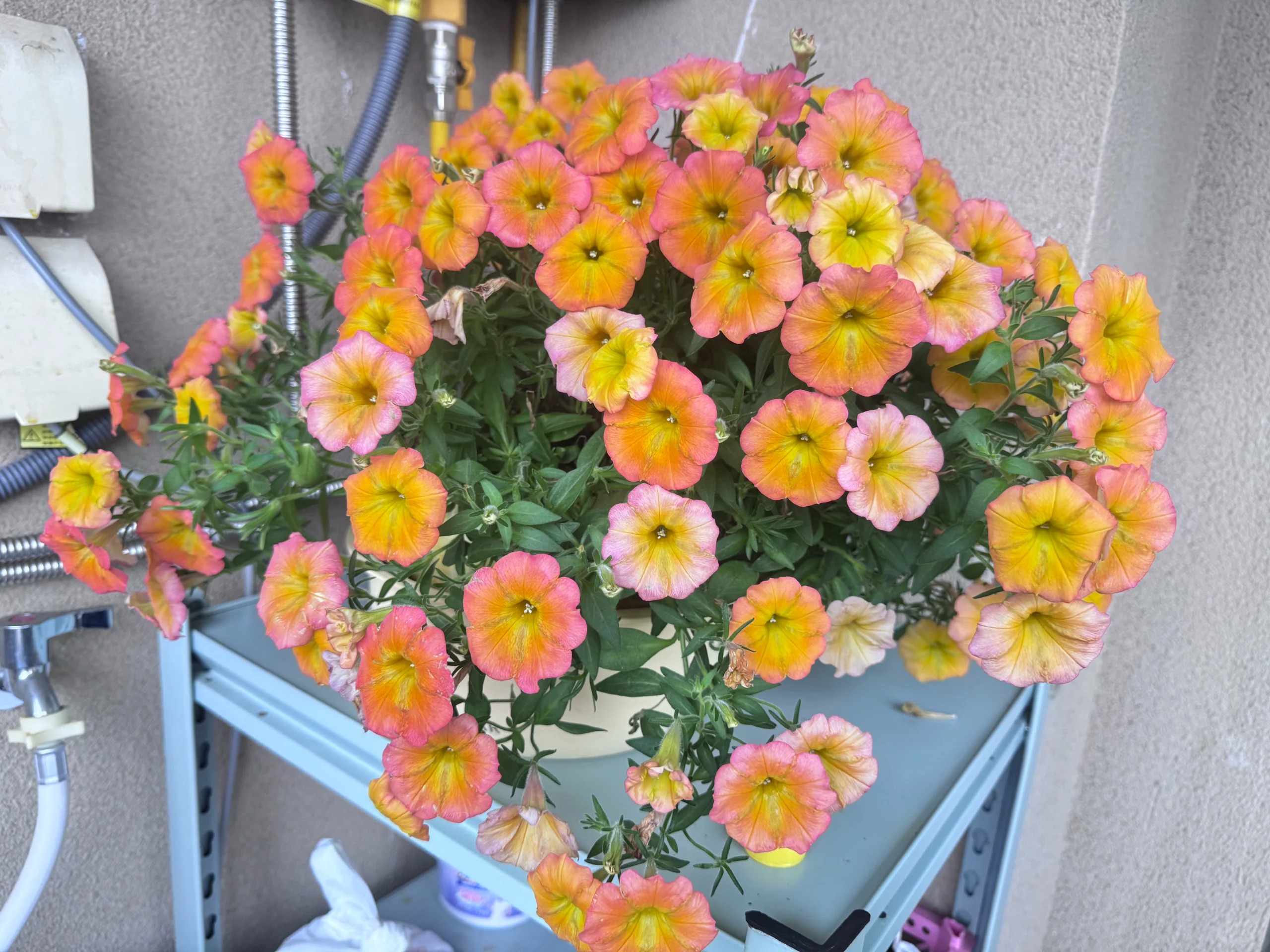 Színes iszap - A színek varázsa a kertedben 🌸