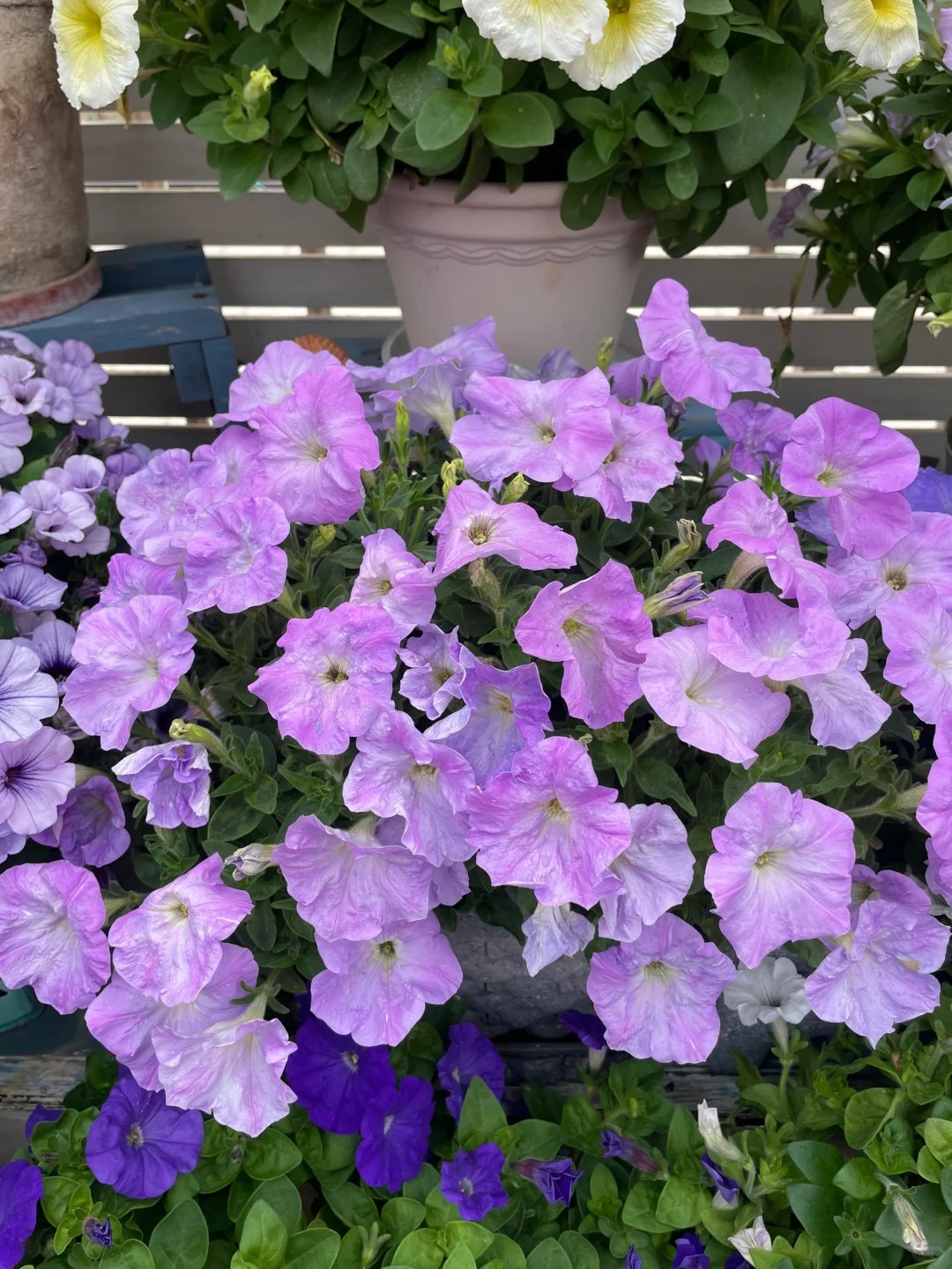 Színes iszap - A színek varázsa a kertedben 🌸