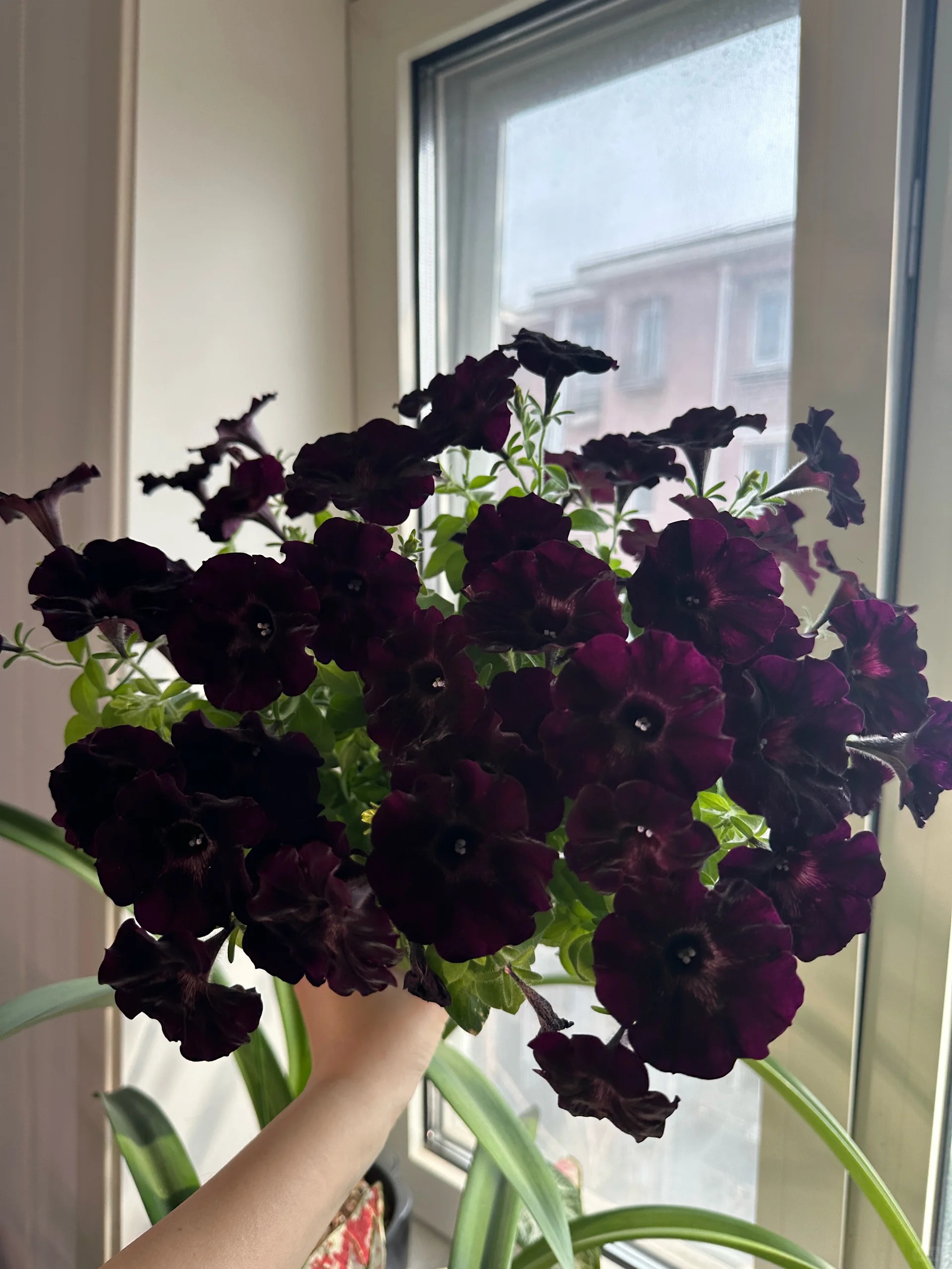 Színes iszap - A színek varázsa a kertedben 🌸