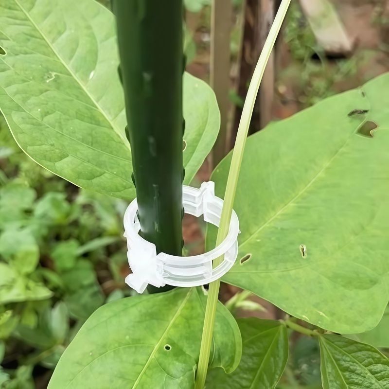 🌱 Növénytámasztó klipszek – könnyű kúszónövény-nevelés és biztonságos növénynövekedés 🌿