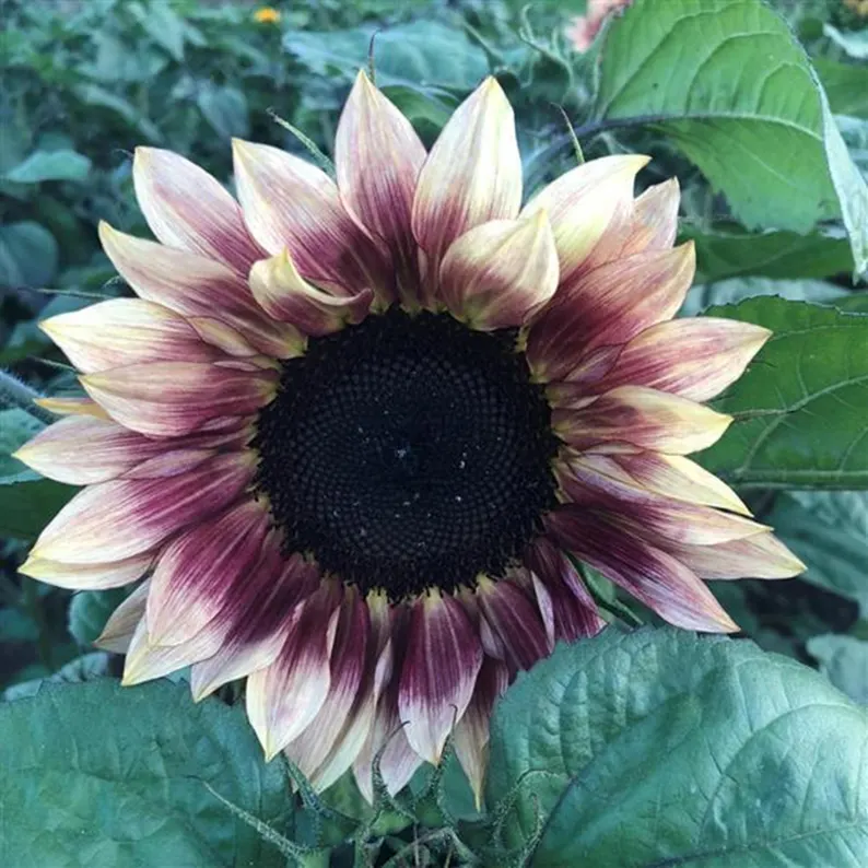 🌻 Napraforgó – kerted ragyogó varázsa minden évszakban ✨🔥 50% kedvezmény csak most! 💛