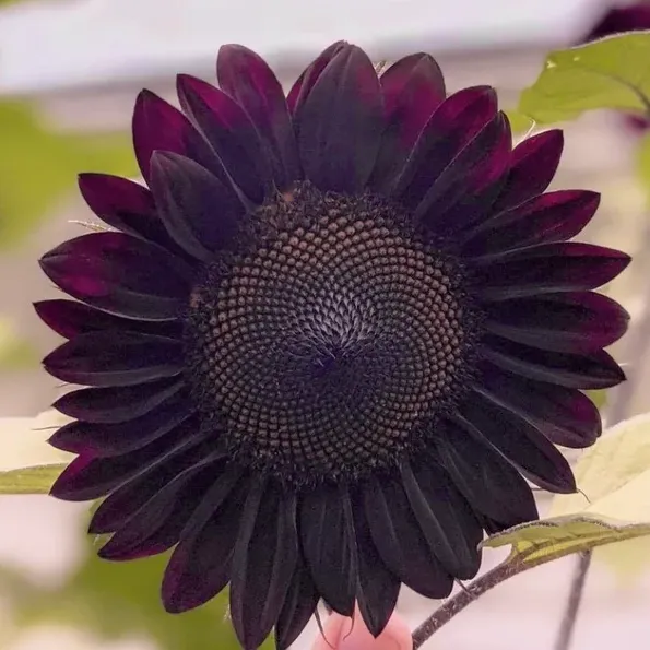 🌻 Napraforgó – kerted ragyogó varázsa minden évszakban ✨🔥 50% kedvezmény csak most! 💛