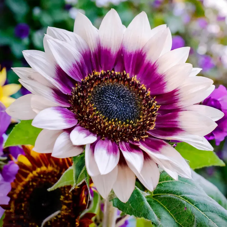 🌻 Napraforgó – kerted ragyogó varázsa minden évszakban ✨🔥 50% kedvezmény csak most! 💛