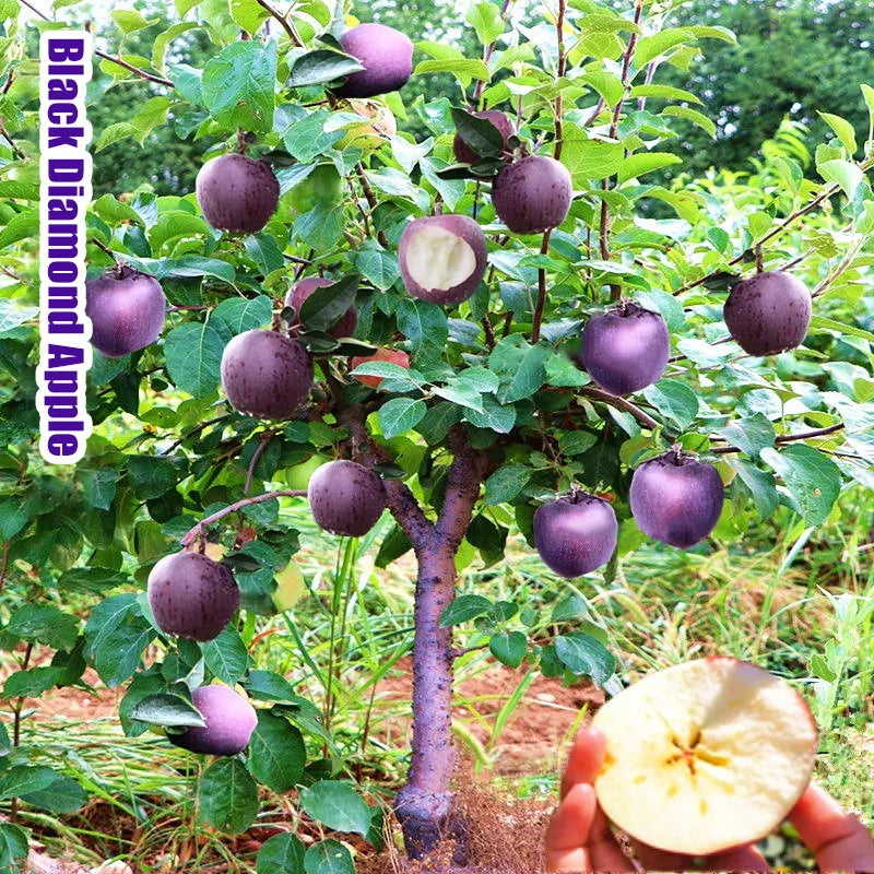 🔥 Ritka Black Diamond almamagok 🍏 Termessz lenyűgöző sötét almákat otthon! 🌱