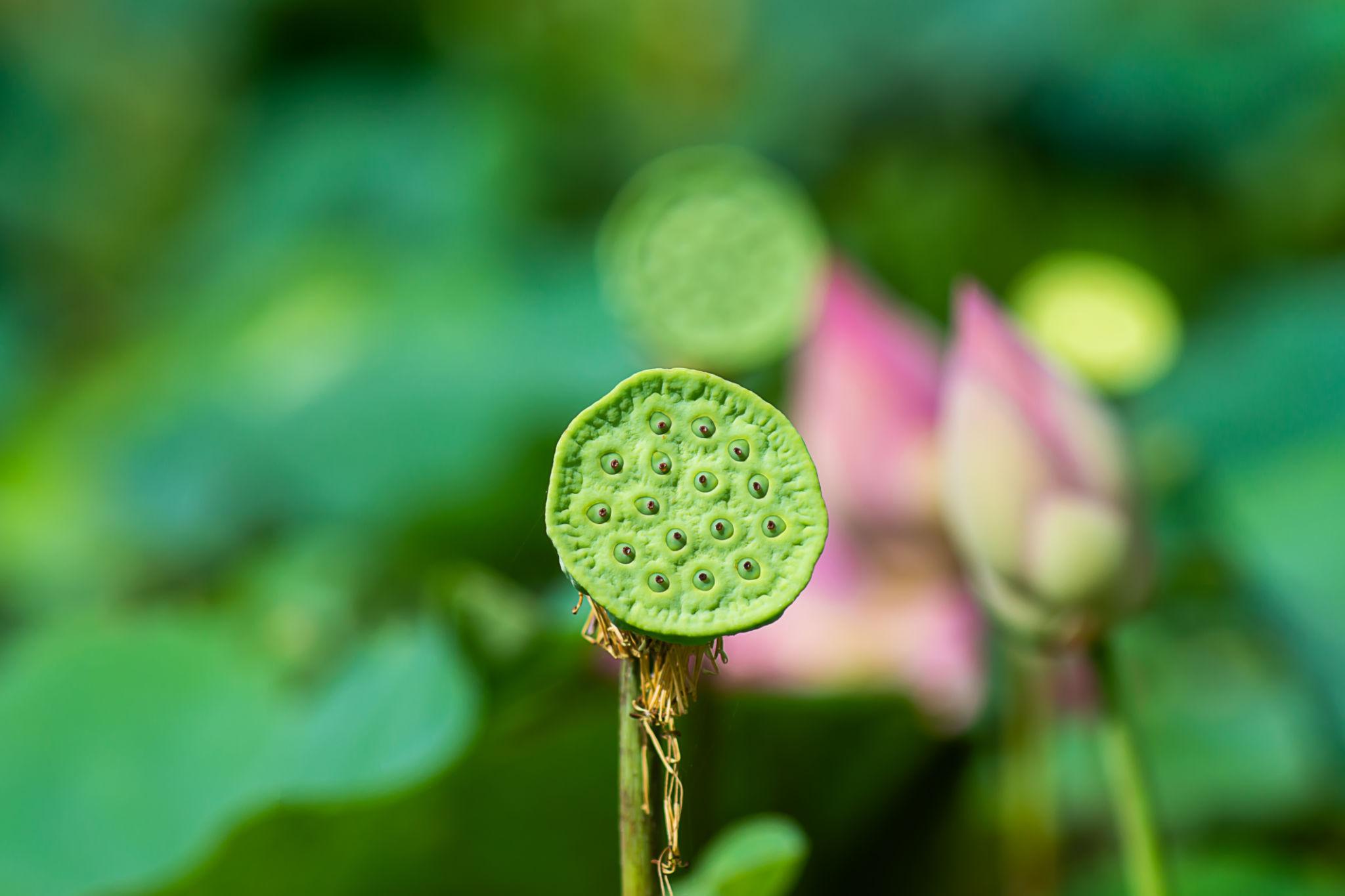 Close up Seeds of lotus flower