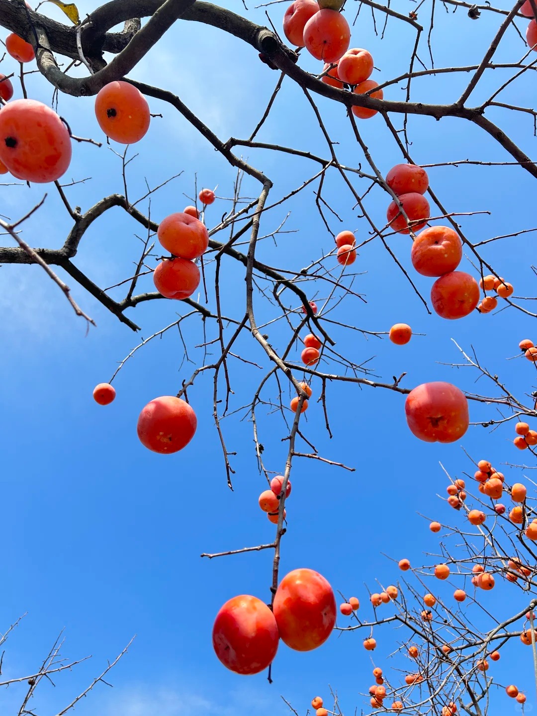🍊Kaki magok - könnyen termeszthető otthon 🌱 Több mint 10 000 csomag mag eladva🏆🏆🏆
