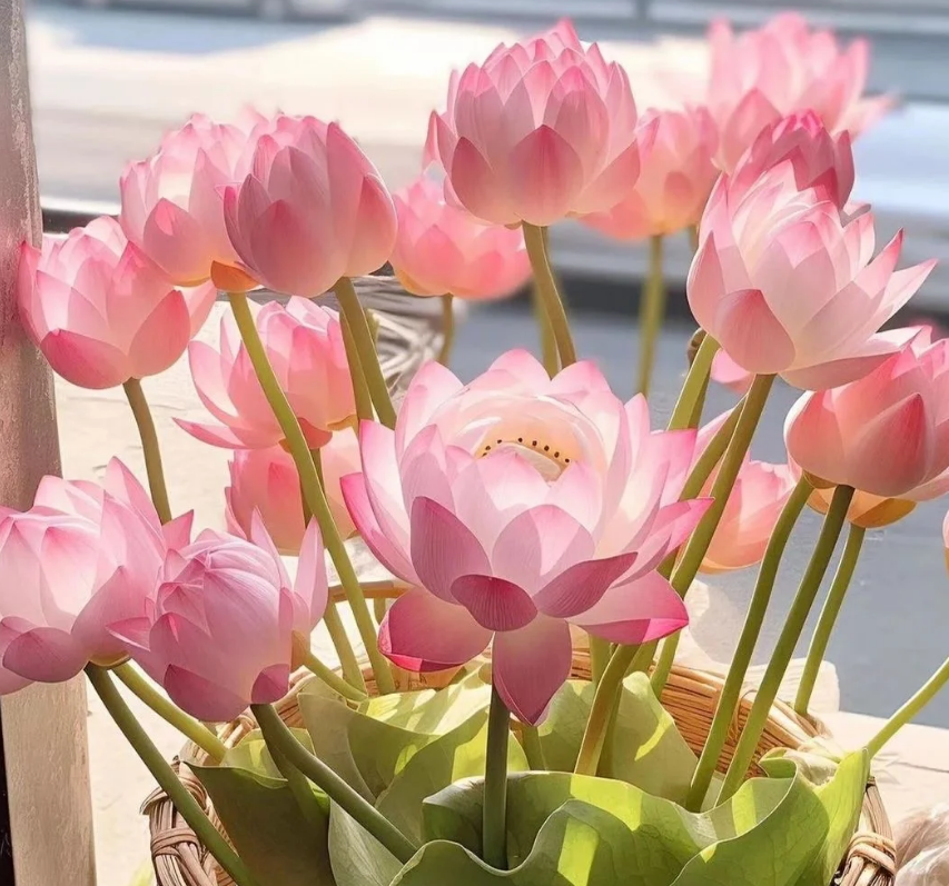 🌸 Lótuszmag – Egzotikus szépség a saját kertedben